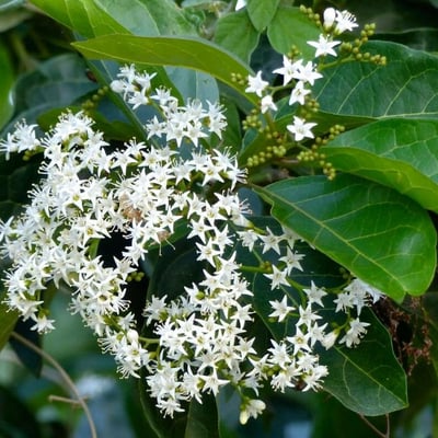 Premna serratifolia — flower