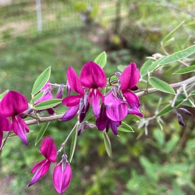 Lespedeza bicolor — flower