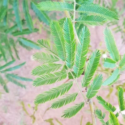 Mimosa bimucronata — leaf