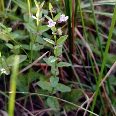Scutellaria minor — flower