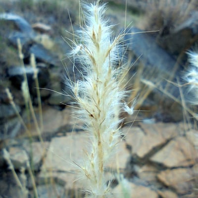Bothriochloa barbinodis — flower