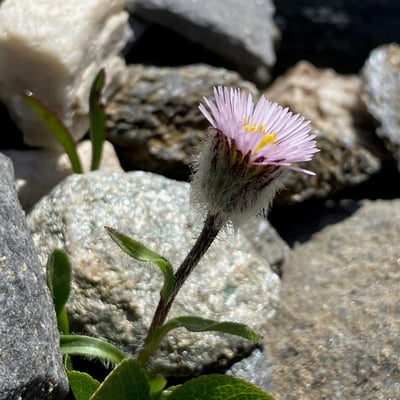 Erigeron uniflorus — flower