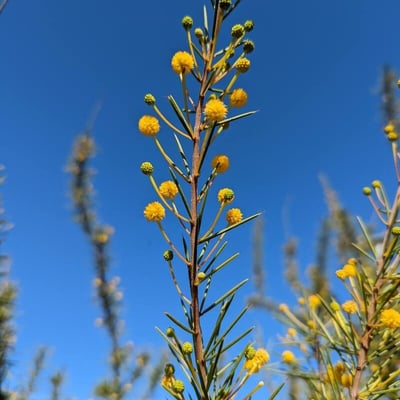 Acacia tetragonophylla — habit