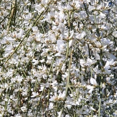 Retama raetam — flower