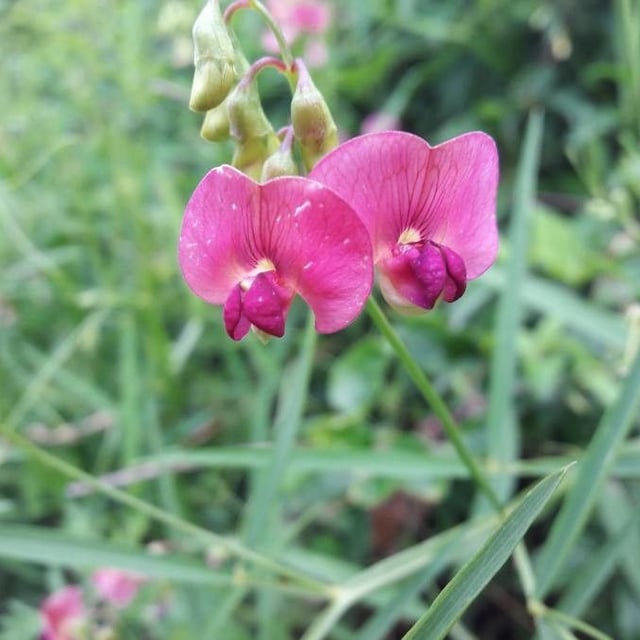 Lathyrus sylvestris — flower