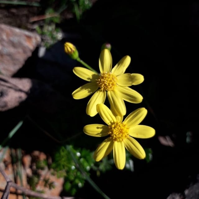 Senecio leucanthemifolius — flower