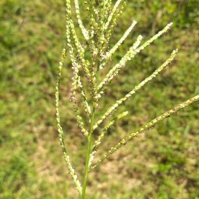 Paspalum paniculatum — flower