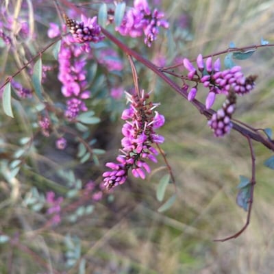 Indigofera australis — flower