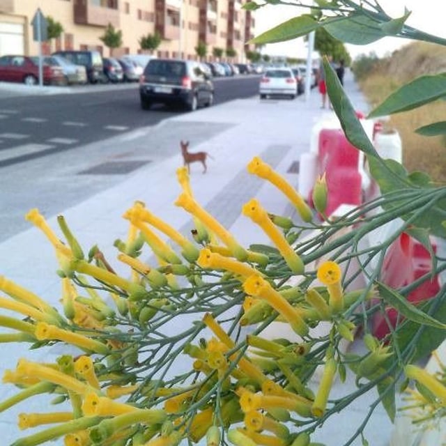 Nicotiana glauca — flower