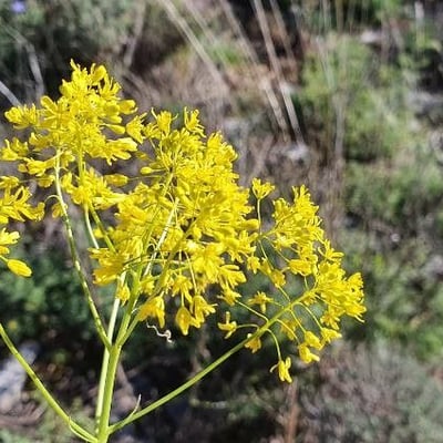 Isatis tinctoria — flower
