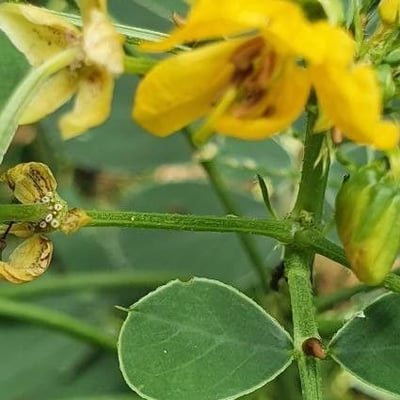 Senna obtusifolia — flower