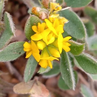 Medicago minima — flower