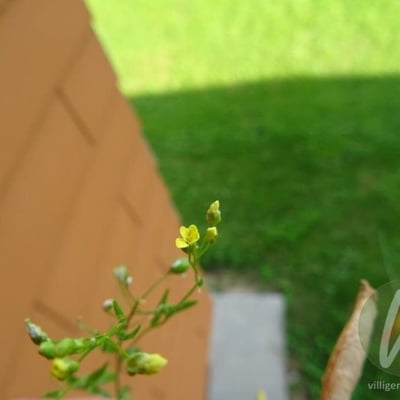 Neslia paniculata — flower