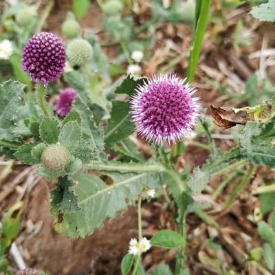 Sphaeranthus indicus — flower