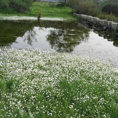 Ranunculus peltatus — flower