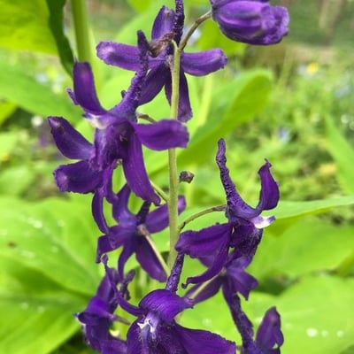 Delphinium tricorne — flower