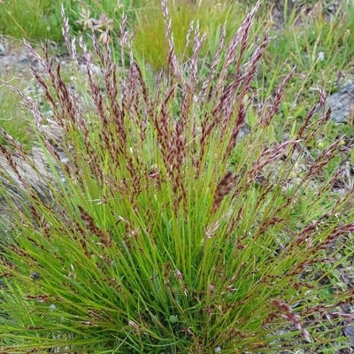 Agrostis rupestris — flower