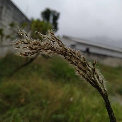 Digitaria insularis — flower