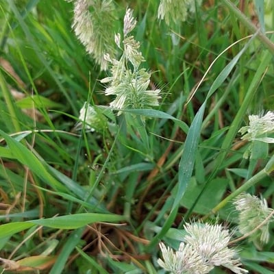 Lamarckia aurea — flower