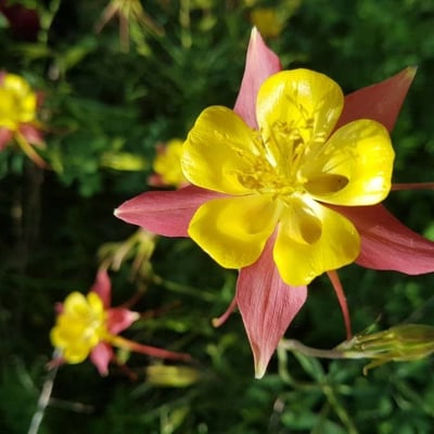 Aquilegia canadensis — flower