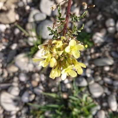 Erucastrum gallicum — flower