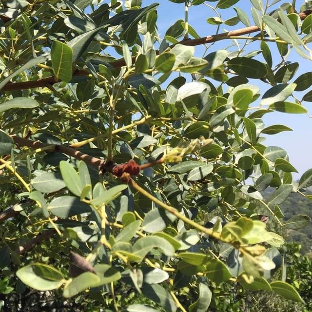 Burkea africana — leaf
