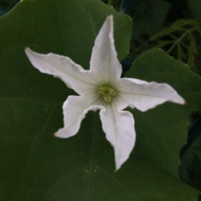 Coccinia grandis — flower