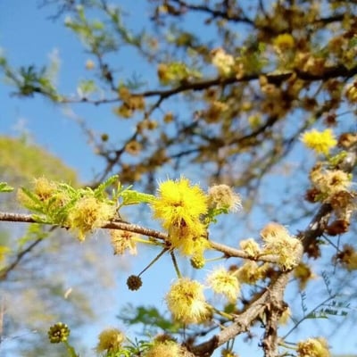 Vachellia caven — flower