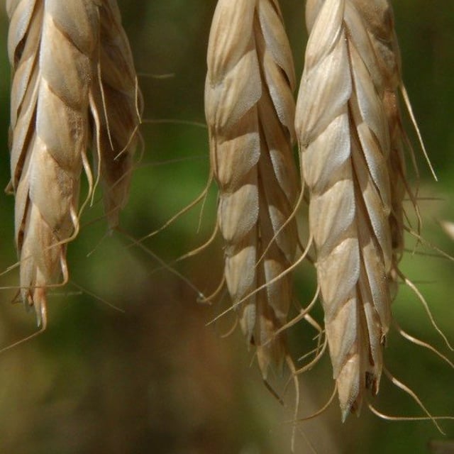 Bromus squarrosus — flower