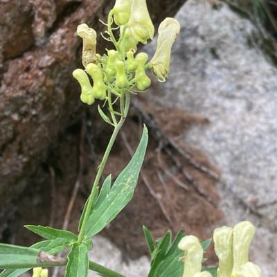 Aconitum vulparia — flower