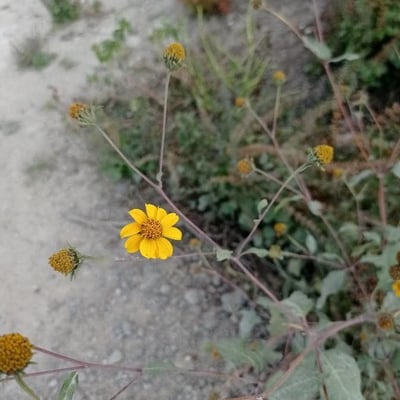 Viguiera dentata — flower