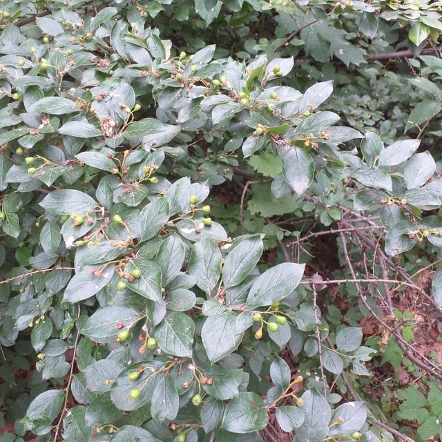 Cotoneaster acutifolius — leaf