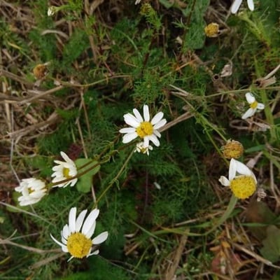 Anthemis cotula — flower