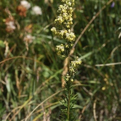 Thalictrum simplex — flower