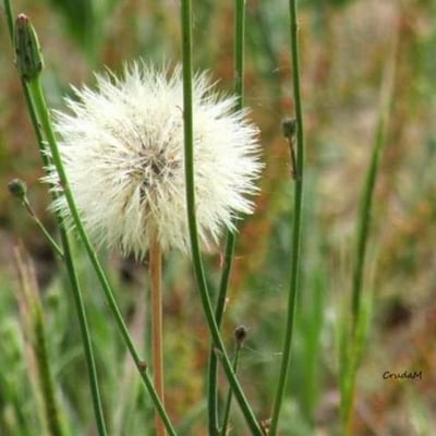 Leontodon incanus — flower
