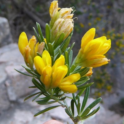 Genista linifolia — flower