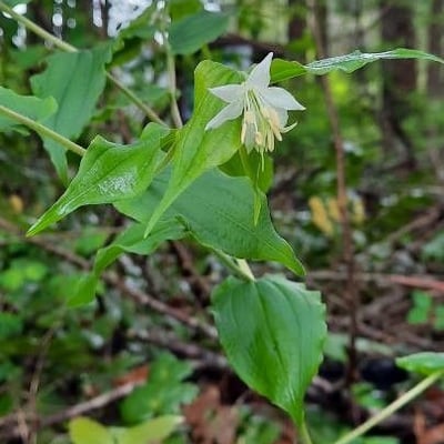 Prosartes hookeri — flower