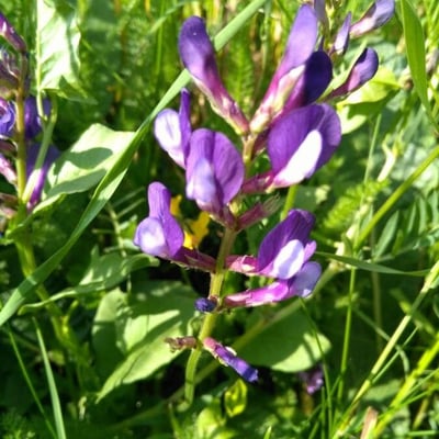Vicia onobrychioides — flower