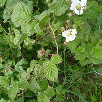 Rubus ferocior — flower