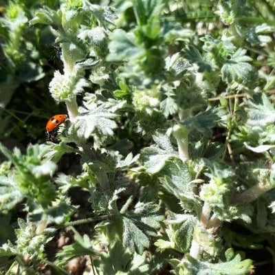 Aphanes arvensis — flower