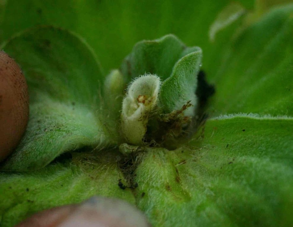 Shellflower