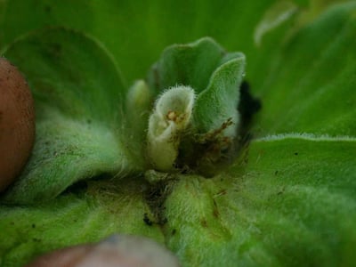 Shellflower