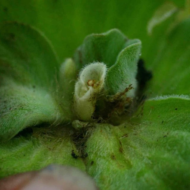 Pistia stratiotes — flower