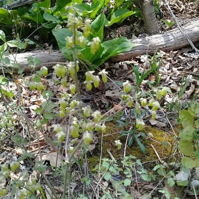 Thalictrum dioicum — flower
