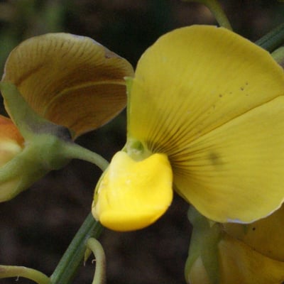 Crotalaria retusa — flower