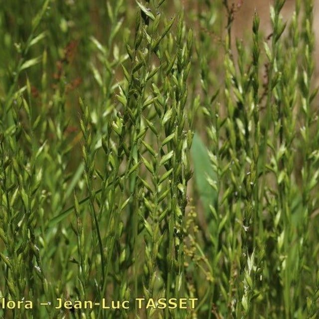 Festuca lachenalii — flower