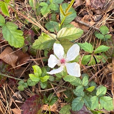 Rubus trivialis — flower