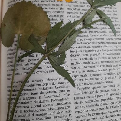 Ranunculus cassubicus — flower