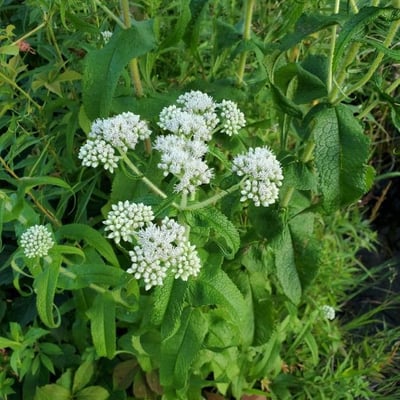Eupatorium perfoliatum — flower