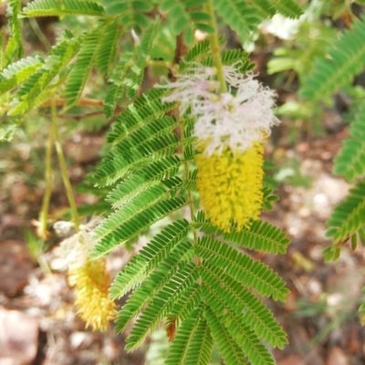 Dichrostachys cinerea — flower